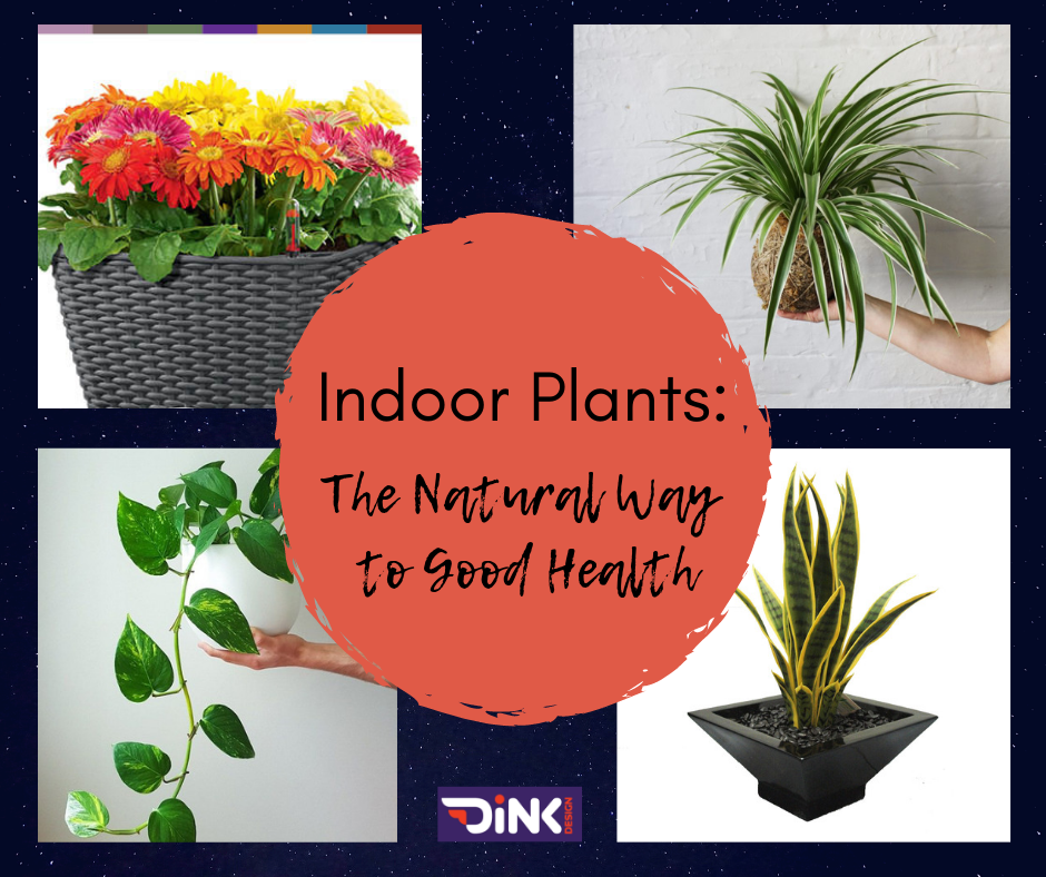 THE HEALTH BENEFITS OF INDOOR PLANTS